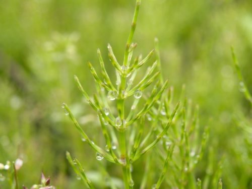デトックス・うつ、不眠・膀胱炎・花粉症にも・・・万能ハーブのスギナパワーを利用する