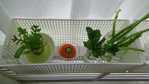 ちょっとだけ欲しいハーブ＆リボベジ栽培・窓辺の小さなキッチンガーデン