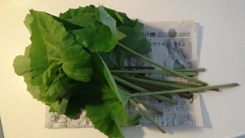 庭に自生している“フキ”で、夜ご飯のおかずを1品。