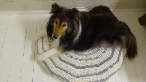 裂き編みの犬用ベッドカバーが完成したけれど・・・