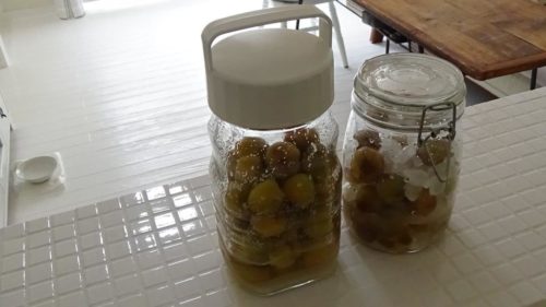 今年の梅仕事① 梅干しを作る 1.塩漬け~2.白梅酢が上がるまで