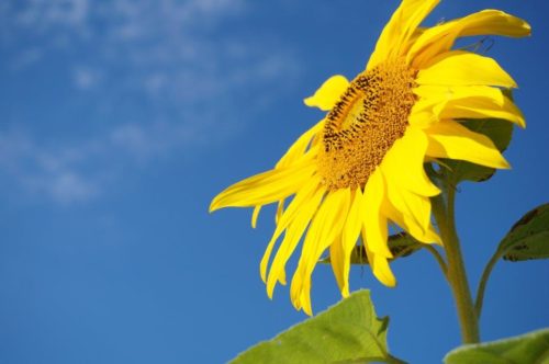 観測史上最高の41.1°!!熱中症・脱水症で心がけていること