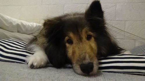 犬の胆汁うっ滞&腎不全のこと