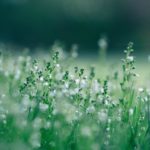 金足農業の快進撃!!地元秋田のワイルドフラワーたち