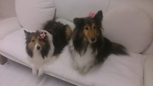 姉妹ブログ「いとしのシェルティー」