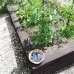 不耕起栽培の家庭菜園