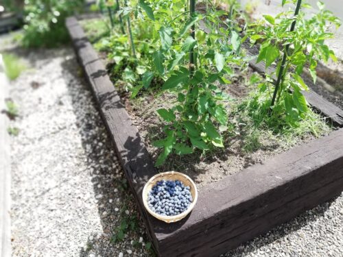 不耕起栽培の家庭菜園